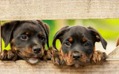 Mi perro es mi mejor amigo: Los beneficios de la relación de niños y mascotas