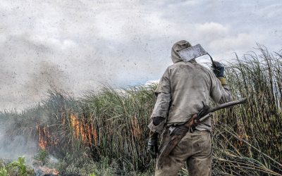 Foto reportaje: La zafra: cosecha de la caña de azúcar en Bella Unión