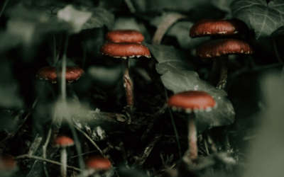 Baños de bosque